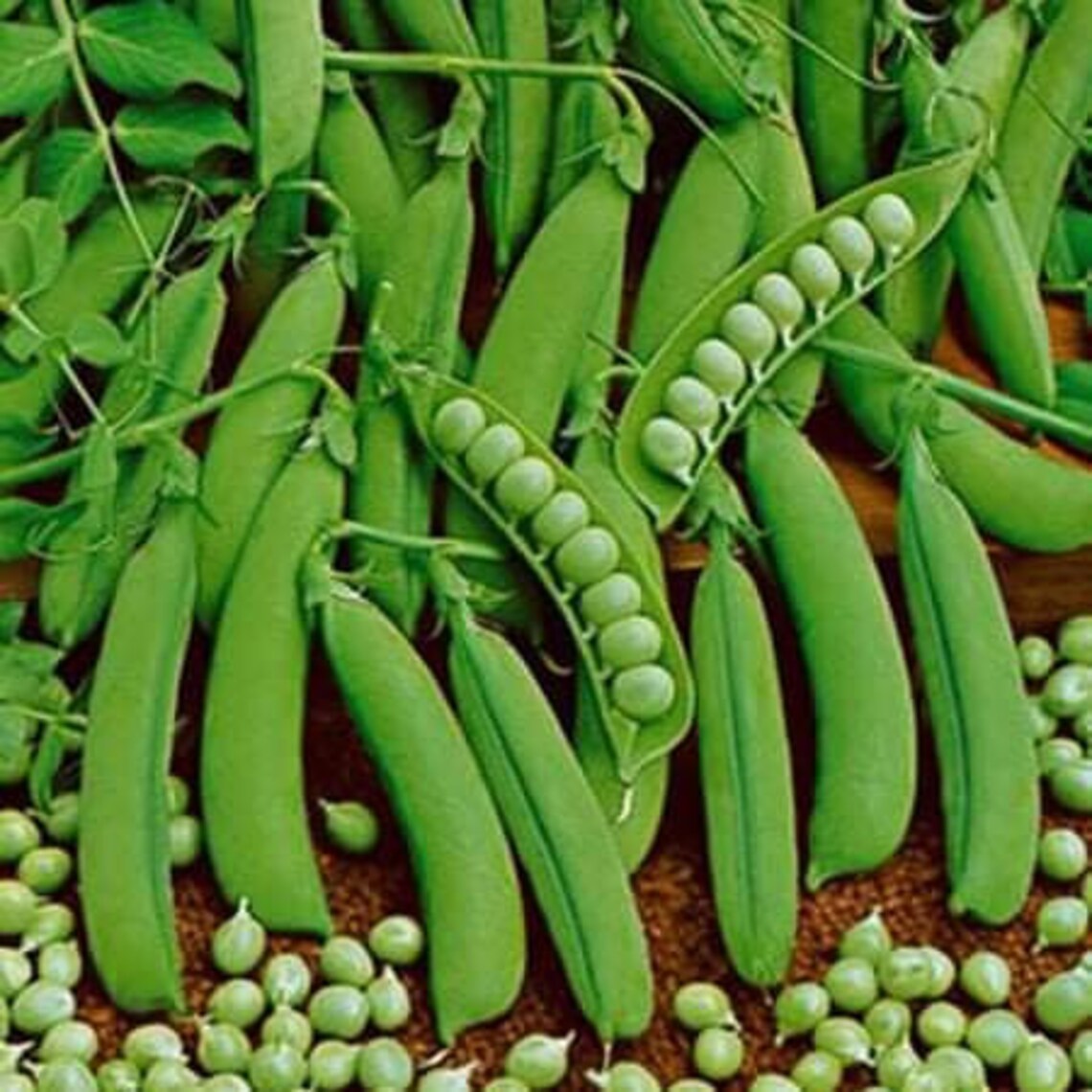 10 Pcs Little Marvel Garden Pea Seeds Etsy