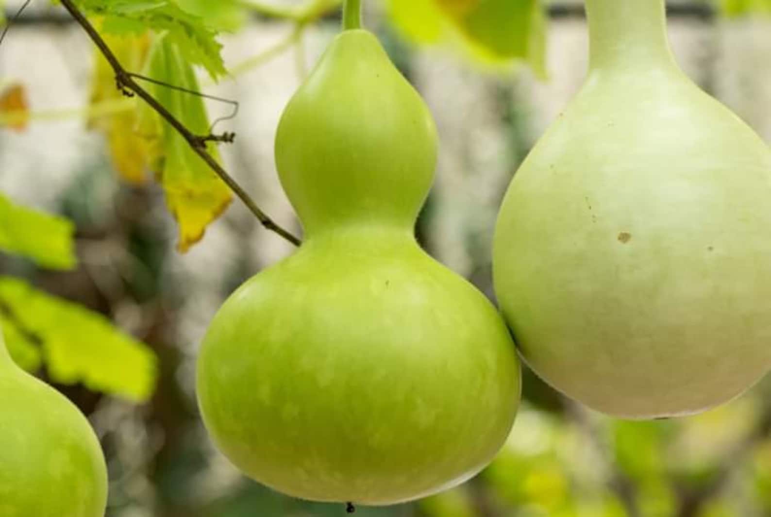 10 Pcs Bottle Gourd Seeds Birdhouse Lagenaria Siceraria Asian Etsy