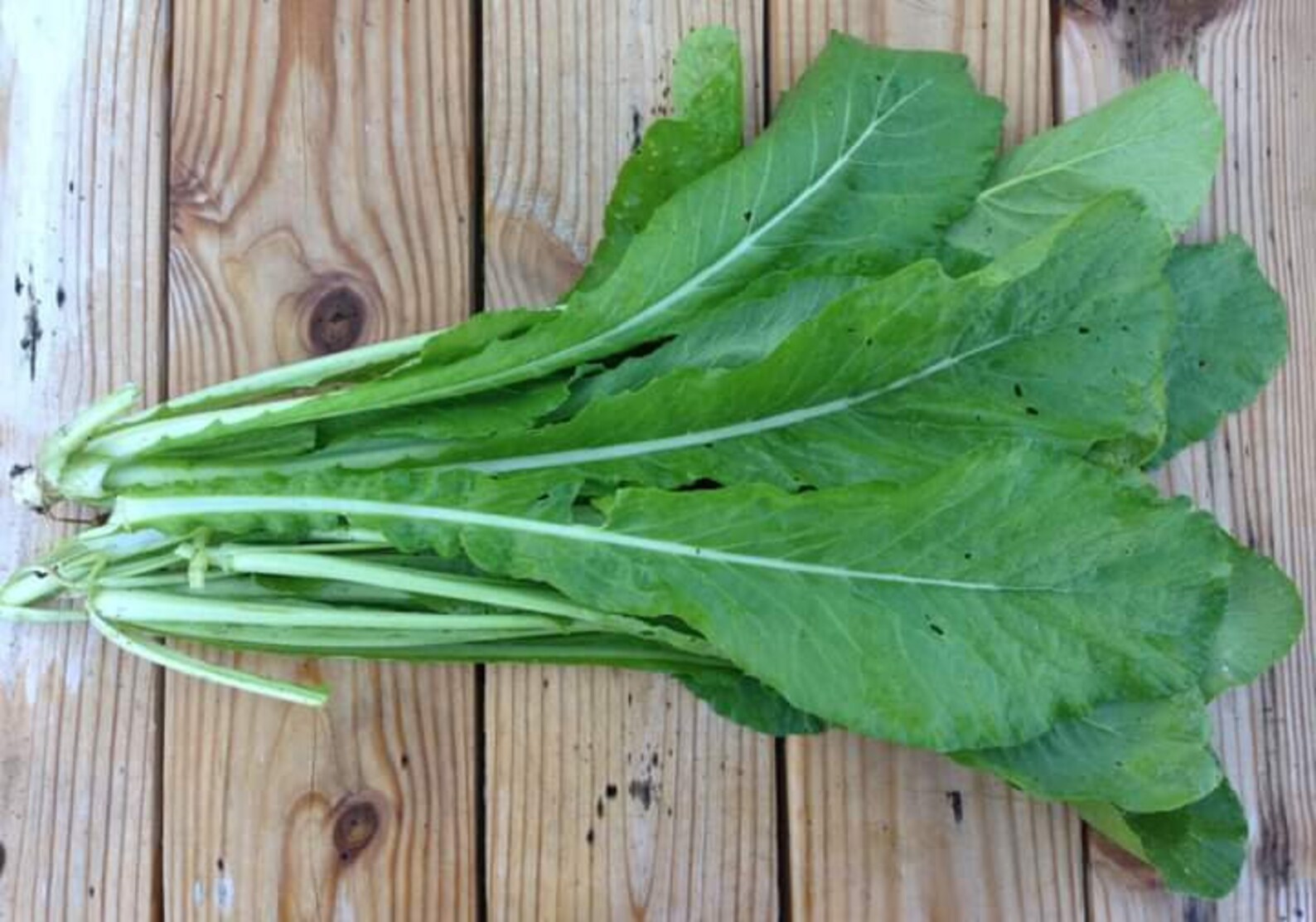 100 Pcs Tendergreen Mustard Spinach Seeds Etsy