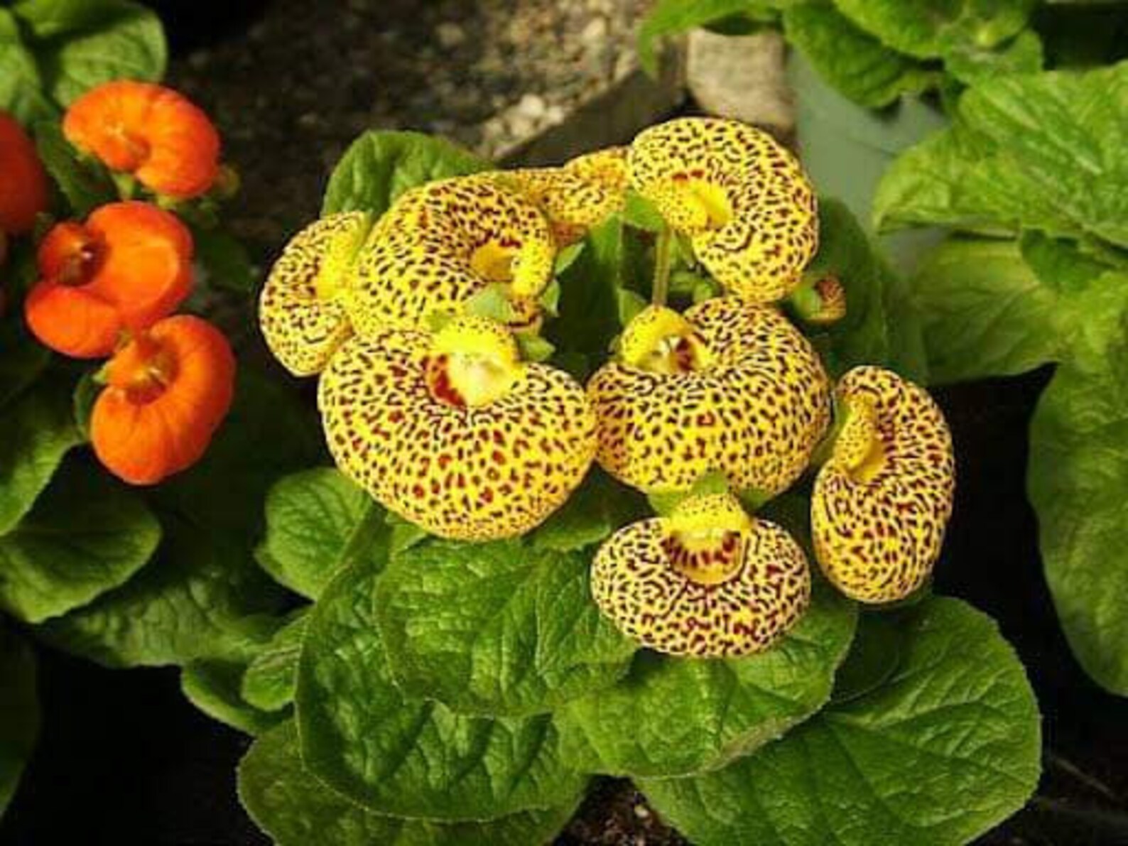 25 Pcs Calceolaria Pocketbook Plant Flower Seeds Etsy