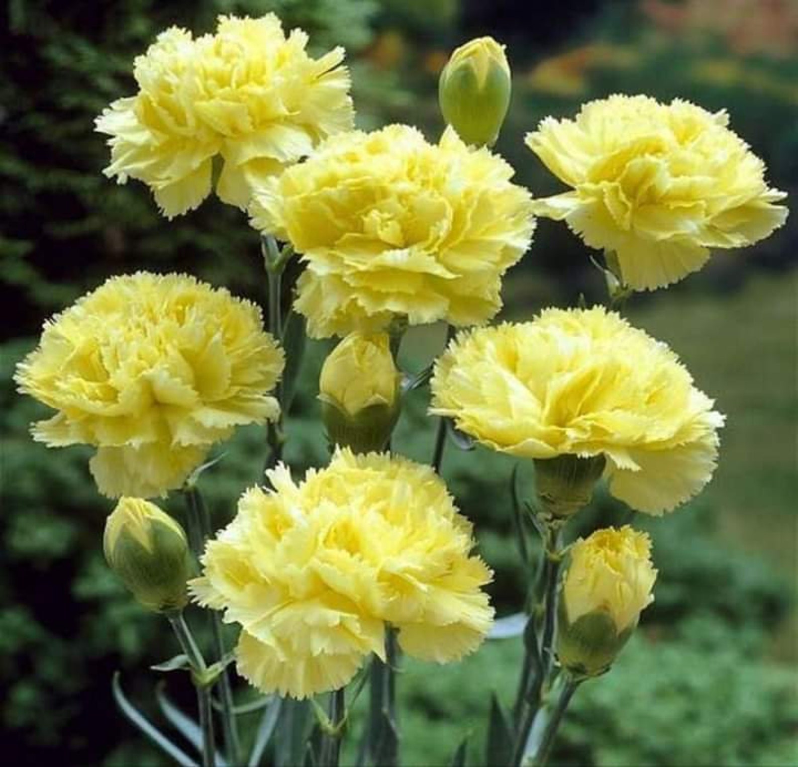 50 Pcs Carnation Chabaud Yellow Seeds Dianthus Caryophyllus Etsy