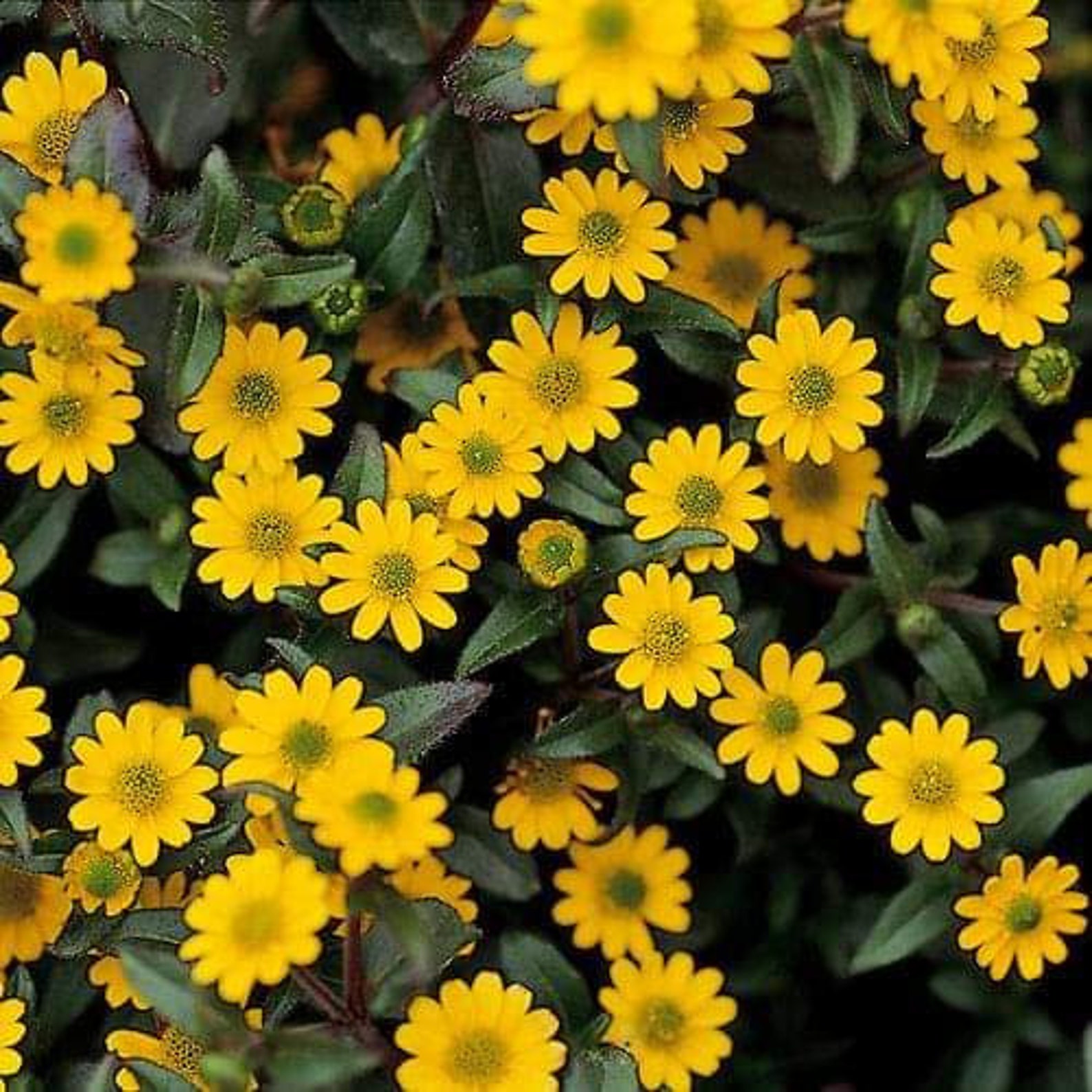 50 Pcs Creeping Zinnia Sanvitalia Procumbens Seeds Etsy