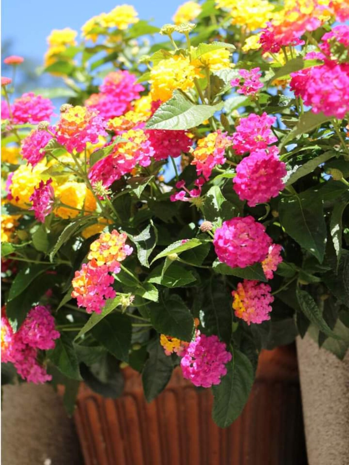 20 Pcs Lantana Hanging Basket Seeds Etsy