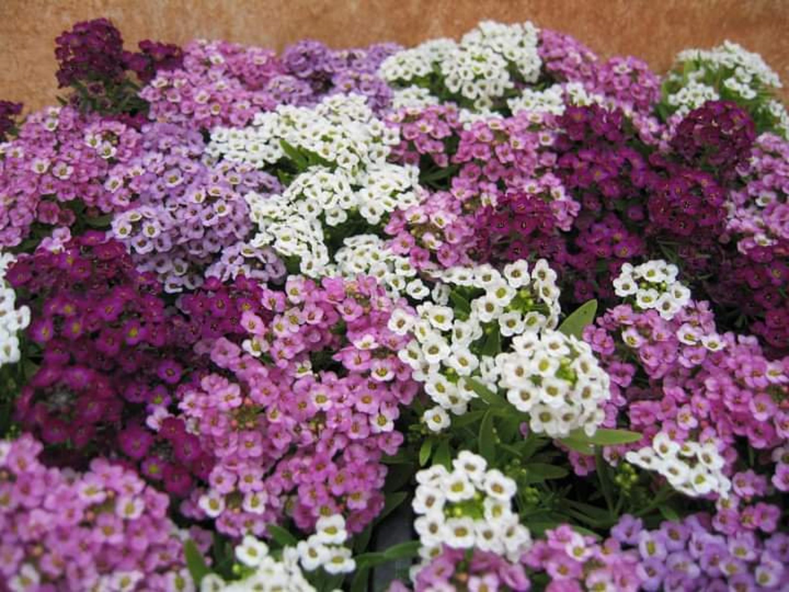 200 PCS Alyssum mix seeds Lobularia maritima Alyssum maritimum | Etsy