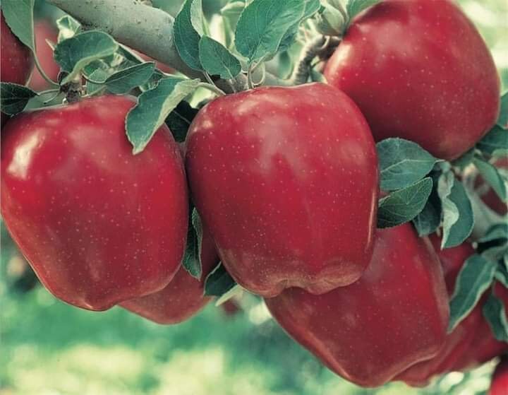 10 Pcs Red Delicious Apple Seeds Etsy