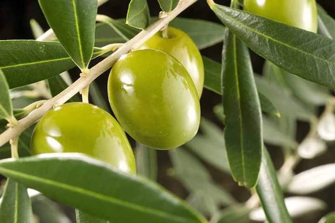 10 Pcs Olive Tree Seeds Olea Europaea Etsy