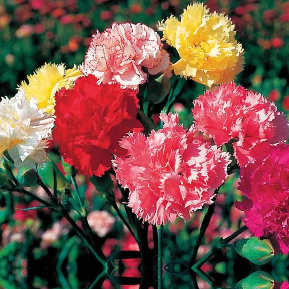 50 Pcs Carnation Chabaud Mix Dianthus Caryophyllus Flower Etsy