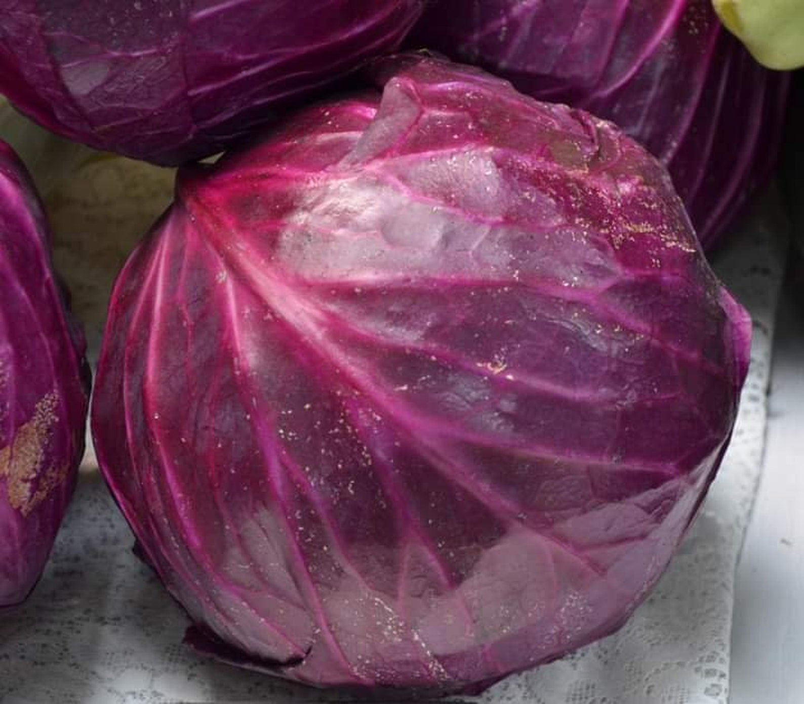 100 Pcs Red Acre Cabbage Seeds Etsy