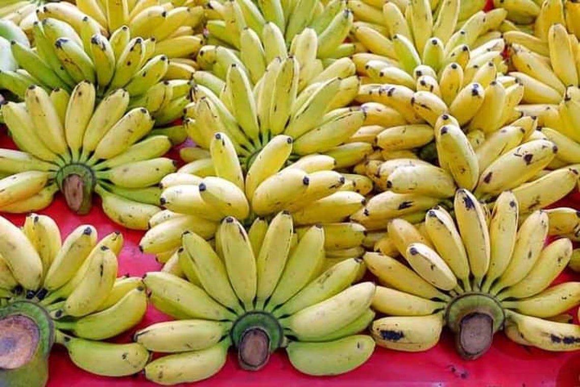 10 Pcs Cavendish Banana Tree Seeds Musa Acuminata Etsy