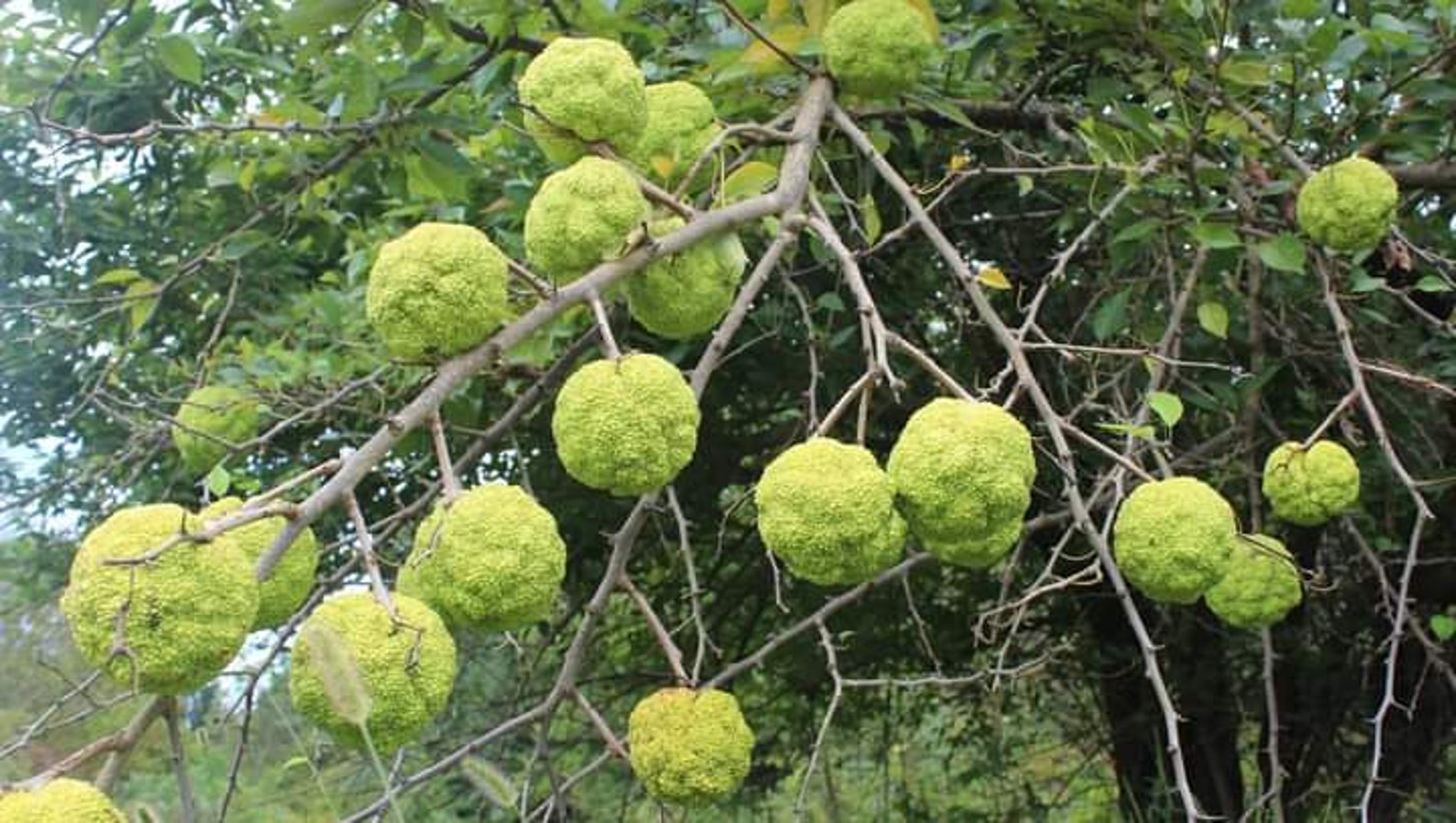 10 Pcs Osage Orange Tree Seeds Etsy