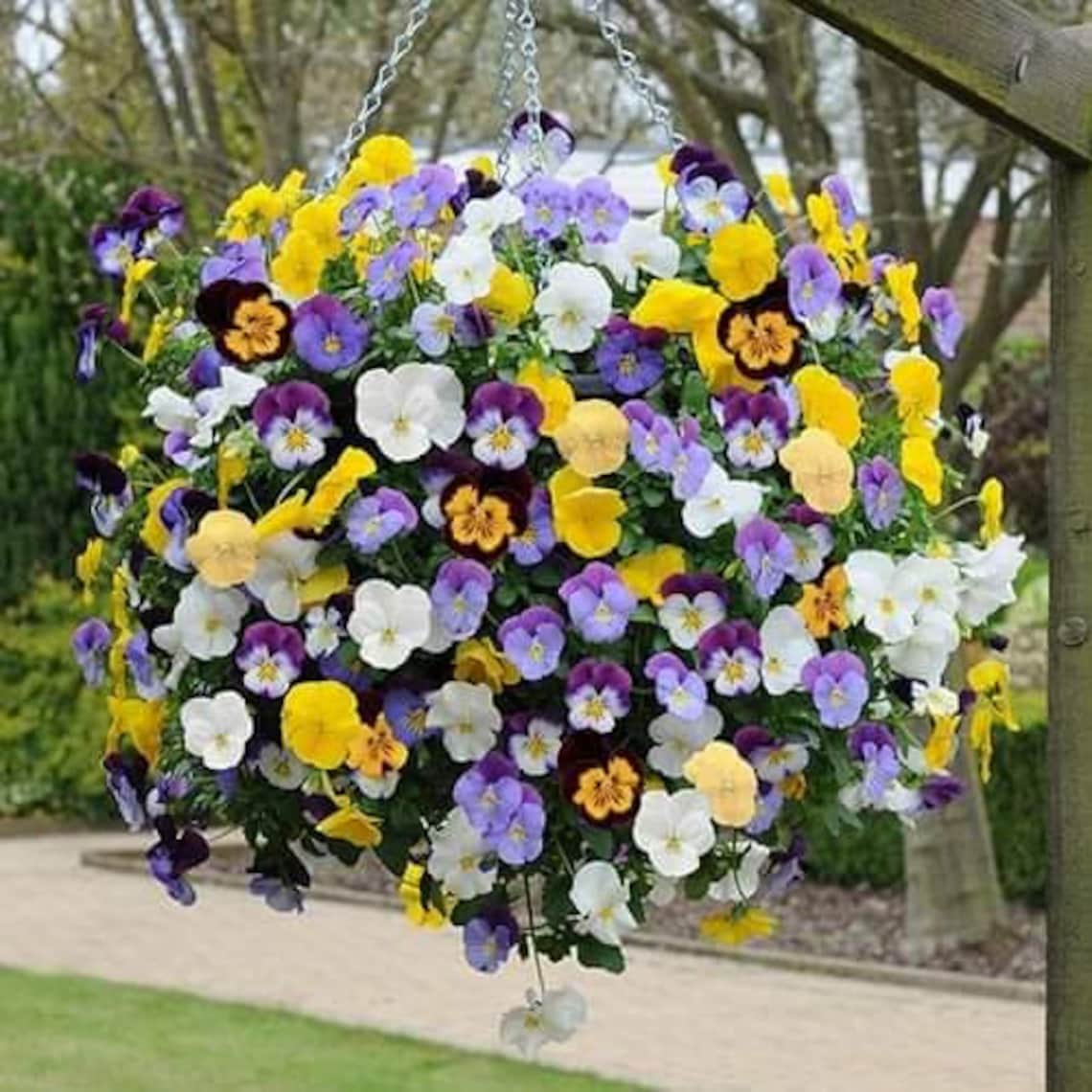 How To Prune Pansies In Hanging Basket at Paul Liu blog