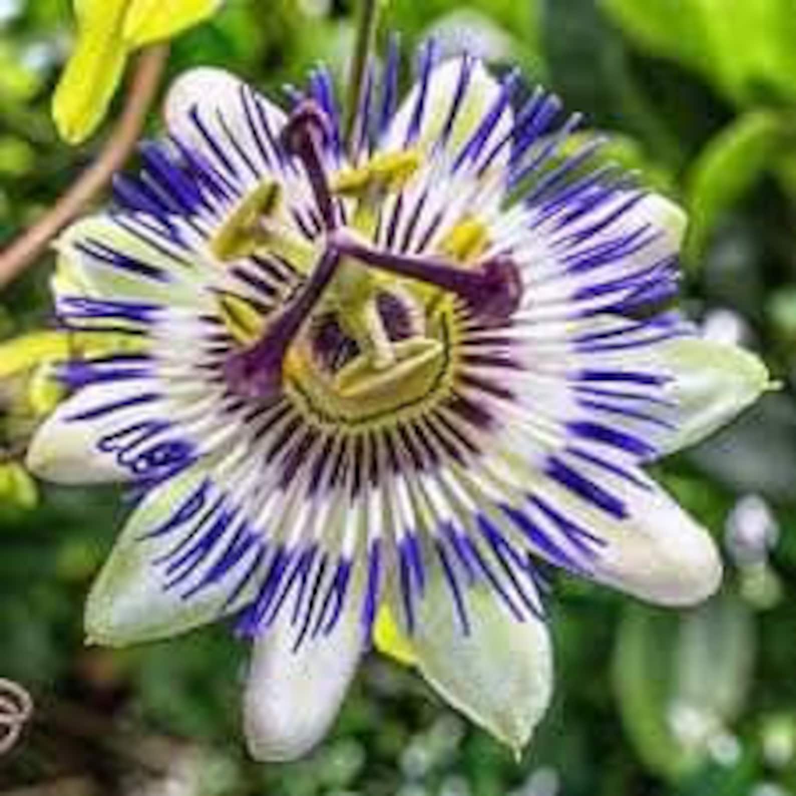 10 Pcs Blue Crown Passion Flower Climbing Vine Passiflora Etsy