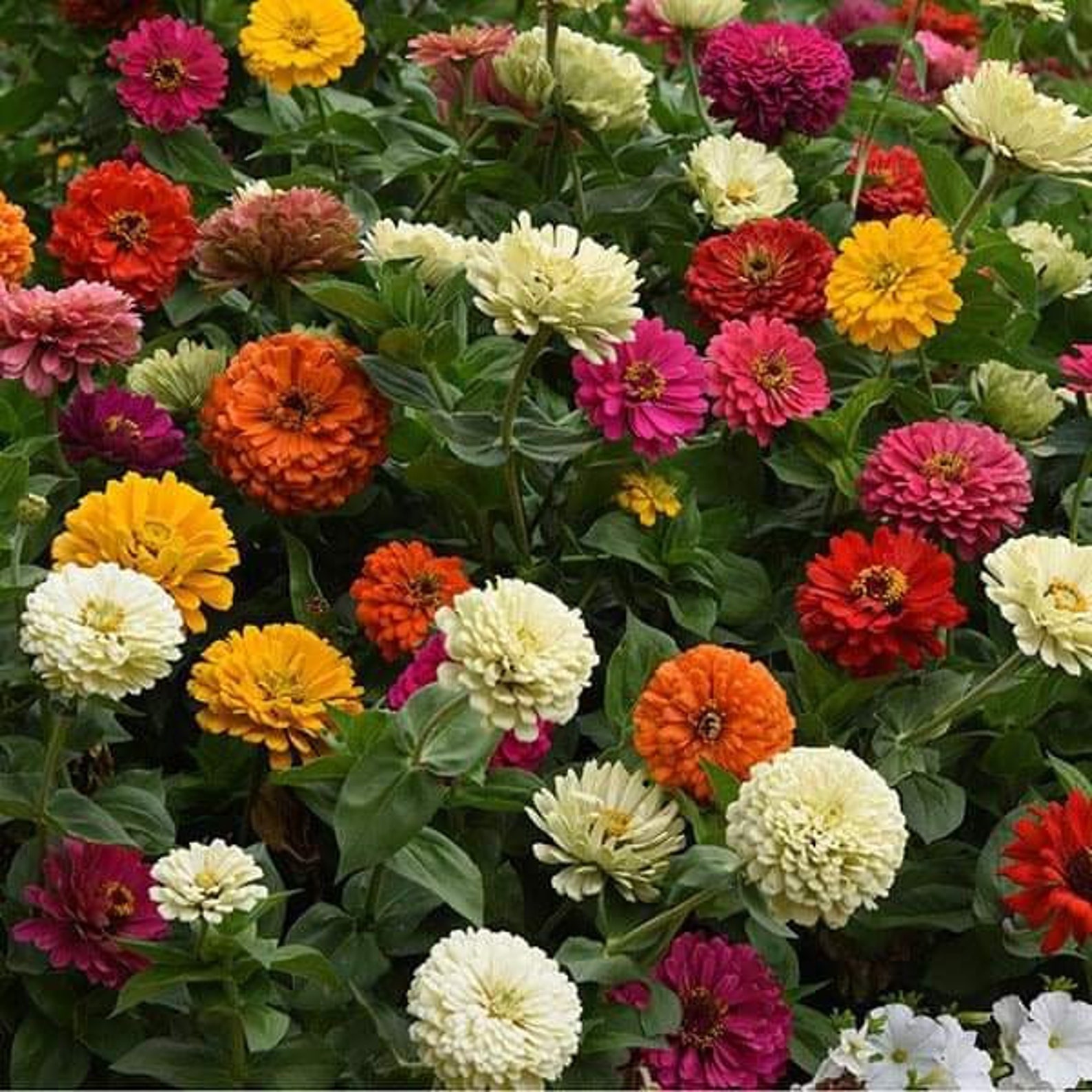 100 Pcs Zinnia State Fair Mix Seeds | Etsy