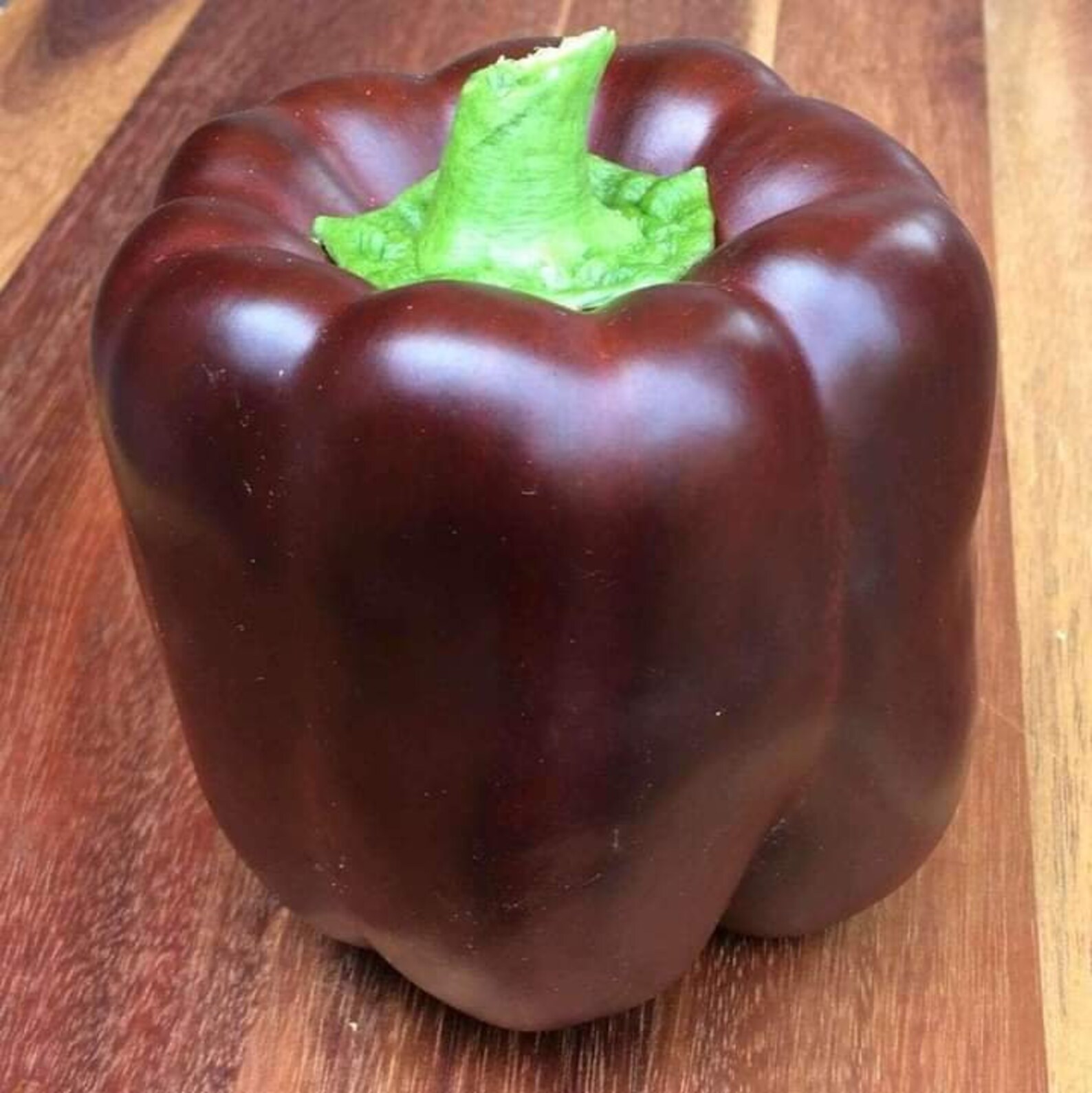 10 Pcs Chocolate Bell Pepper Seeds Etsy