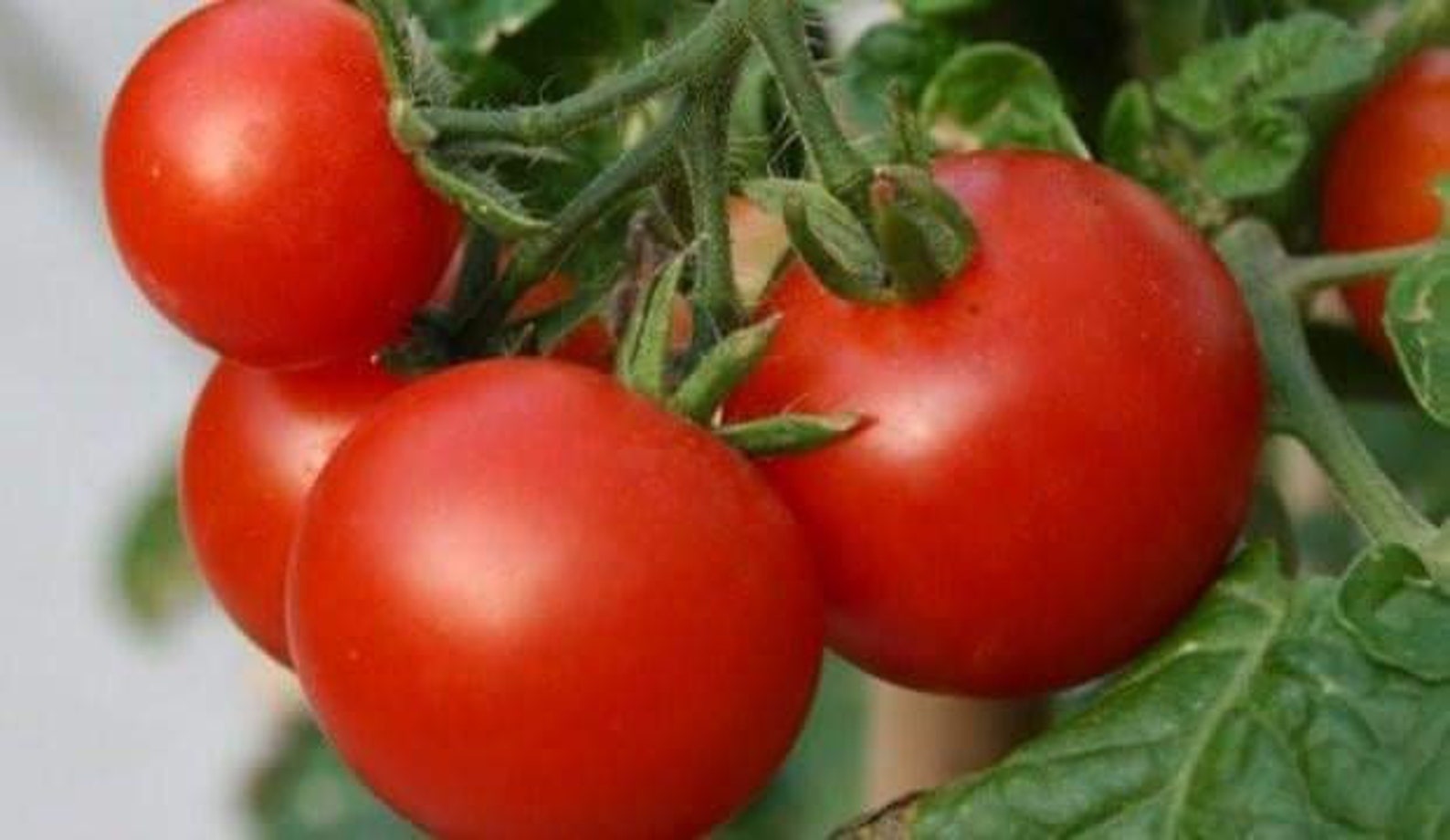 100 Pcs Marglobe Tomato Seeds Etsy