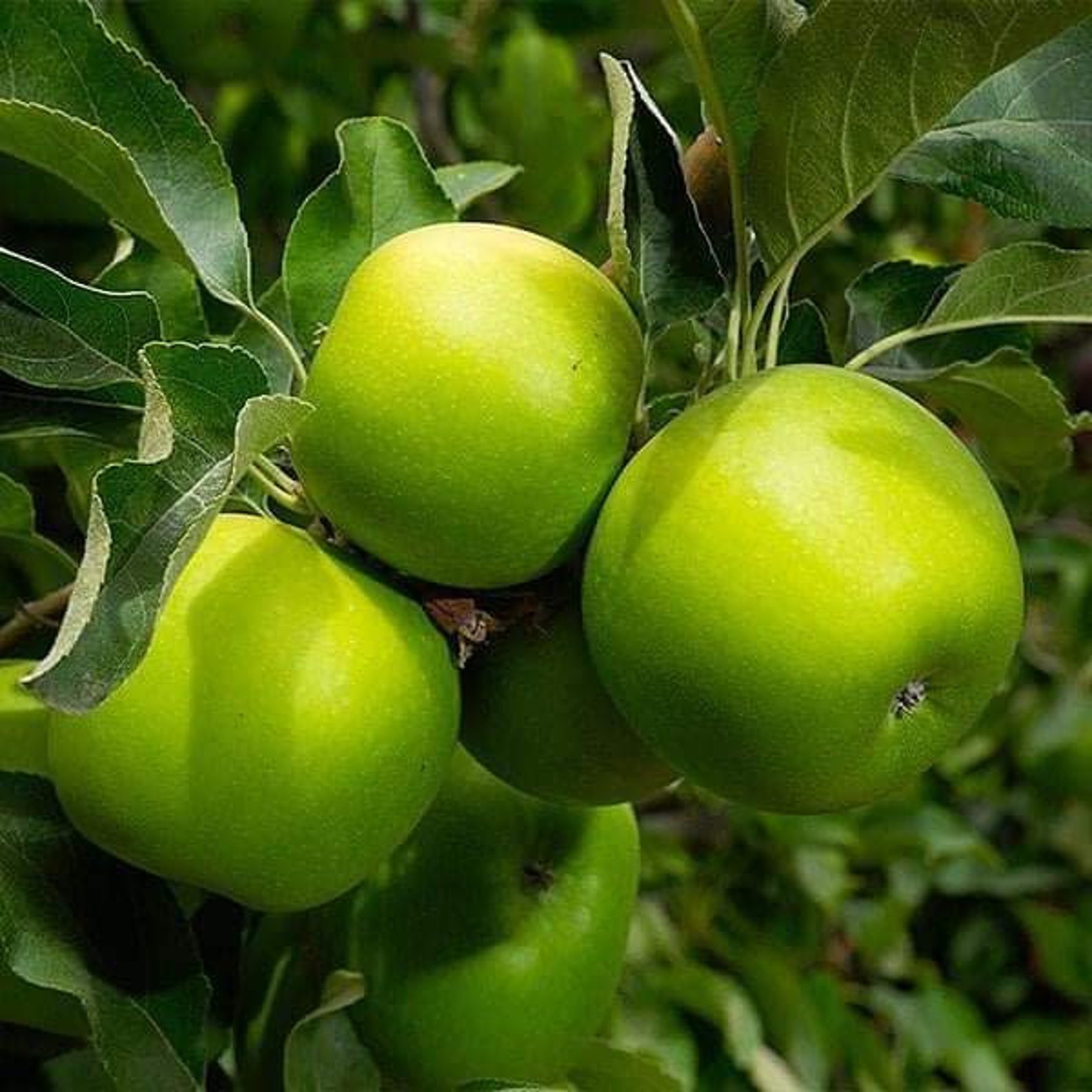 5 Pcs Granny Smith Apple Fruit Tree Seeds Etsy