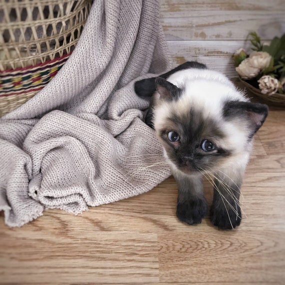Chaton De Precommande Chat Siamois Bourre Chaton De Fausse Etsy