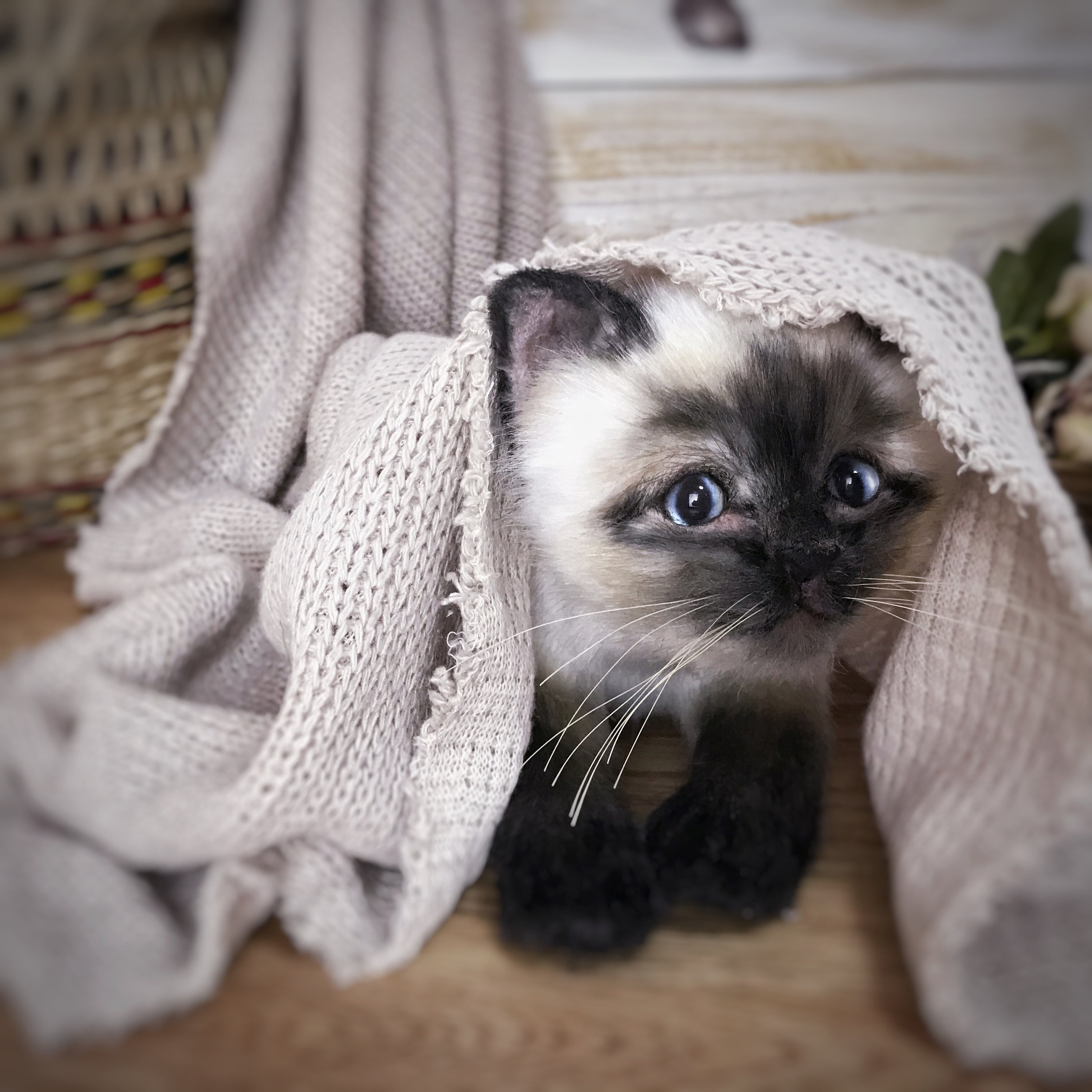 Chaton De Precommande Chat Siamois Bourre Chaton De Fausse Etsy