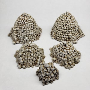 Puede incluir: Cinco pilas de cráneos pintados de blanco de diferentes tamaños. Los cráneos están dispuestos en forma de pirámide. Las pilas están sobre un fondo blanco.