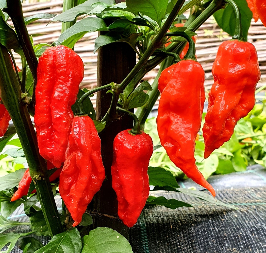30 Heirloom Super-hot Ghost Bhut Jolokia Red Pepper Seeds 2023 High ...