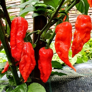 30 Heirloom Super-Hot Ghost Bhut Jolokia Red Pepper Seeds 2023 high germination