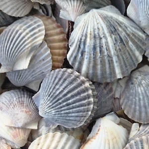 May include: A collection of numerous scallop shells featuring ribbed textures and a color palette of muted grays, whites, and soft browns. The shells are layered together, showcasing their fan-shaped forms and natural ridges in a dense arrangement.