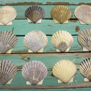 Medium Scallop Shells,Scallop shells for crafts or jewelry,Bulk scallop shells,Massachusetts Scallop Shells, Shells for sale, Beach Barn Art