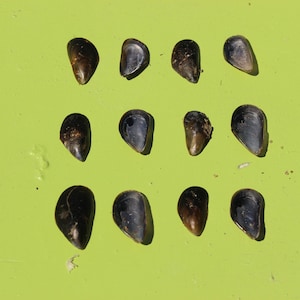 Tiny Black Mussel Shells, Bulk Mussel shells,Extra Small , Baby Black Mussel Shells, Mussel Shells, Shells for sale, Beach Barn Art