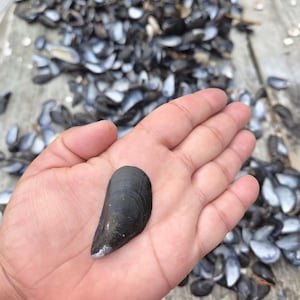 May include: A single dark blue and black mussel shell with a smooth, elongated shape and a small white tip, held against a background of numerous scattered mussel shells on a weathered wooden surface.