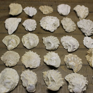 Oyster Shells,Natural and rustic oyster shells for crafts or jewelry, Bulk oyster shells, Massachusetts Oyster Shells, Shells for sale,