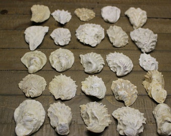 May include: A collection of 25 white oyster shells of various sizes and shapes, arranged in rows on a wooden surface.