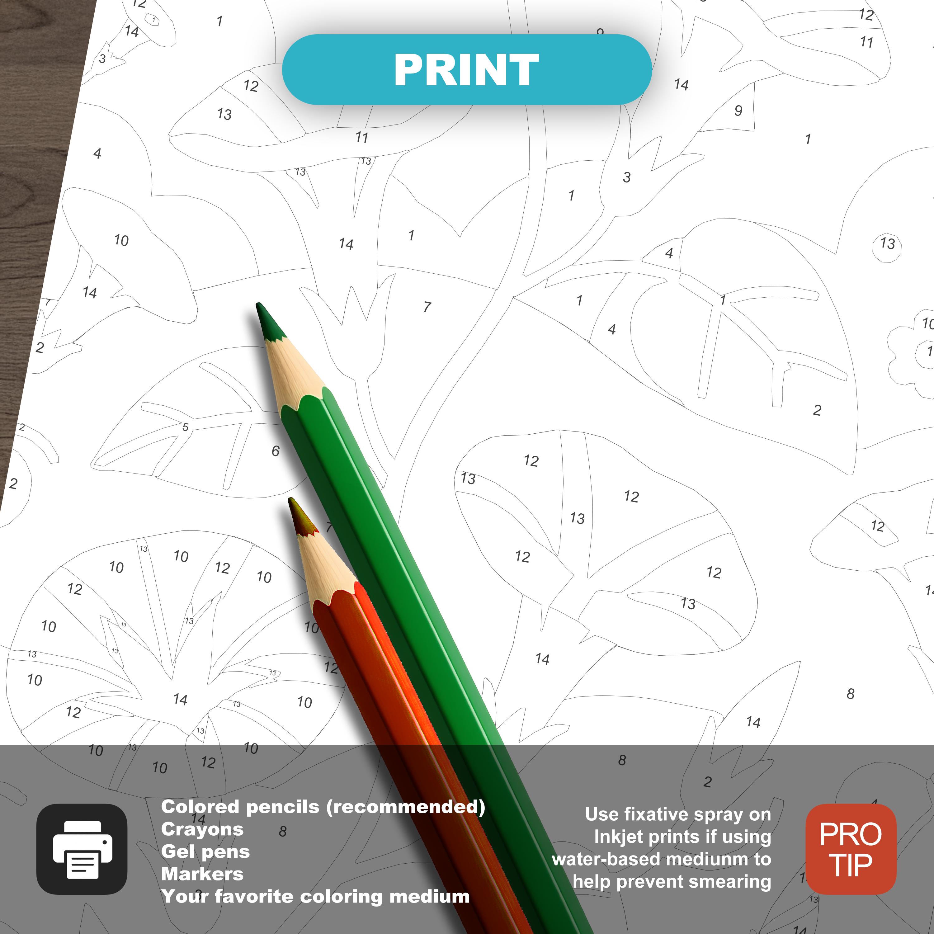 Easy Flowers Color by Number Bundle: 40 Beginner Coloring Pages, Floral ...