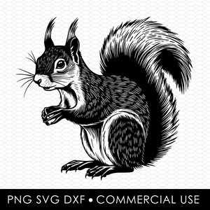 svg écureuil, écureuil png, dxf écureuil, fichier coupe écureuil, conception de sublimation écureuil, png conceptions, conception svg, conception découpée au laser