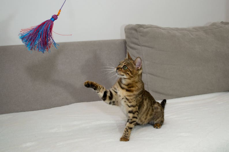 unique cat toys