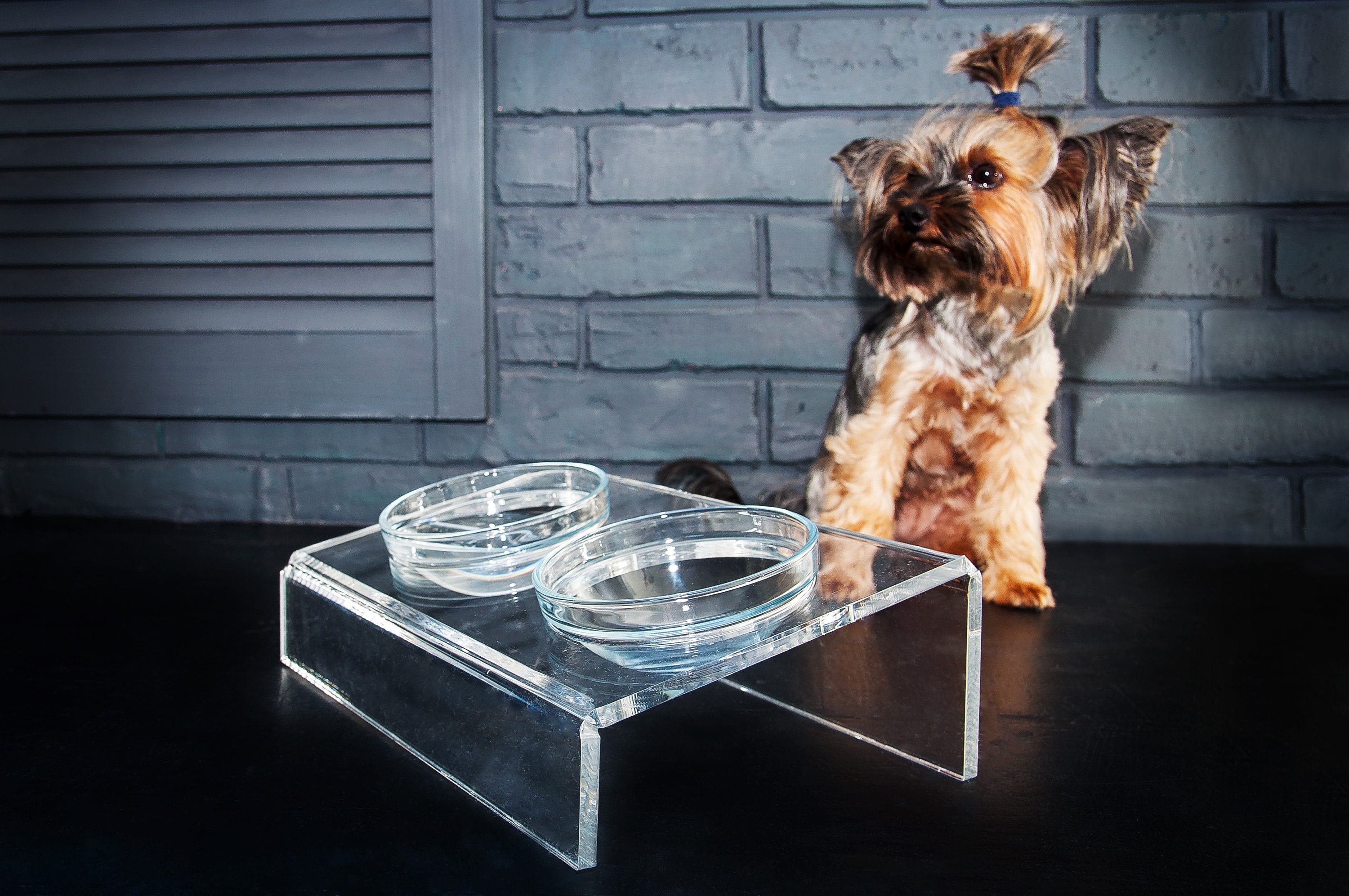 Acrylic dog shop feeder
