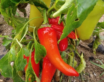 Sweet Banana Pepper, 10 seeds, seeds, Capsicum annuum (284)