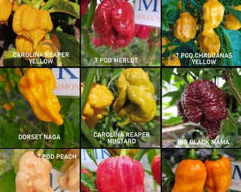 SUPER HOT 10+++, 9 schärfste Chilis der Welt, 90 Samen, Packung(2)