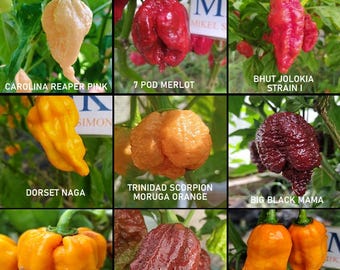 Werelds heetste chili pepers, super hot, 9 variëteiten, 90 zaden,