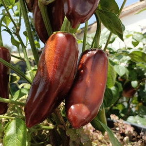 Jalapeno brun, 10 graines, Capsicum annuum (511)