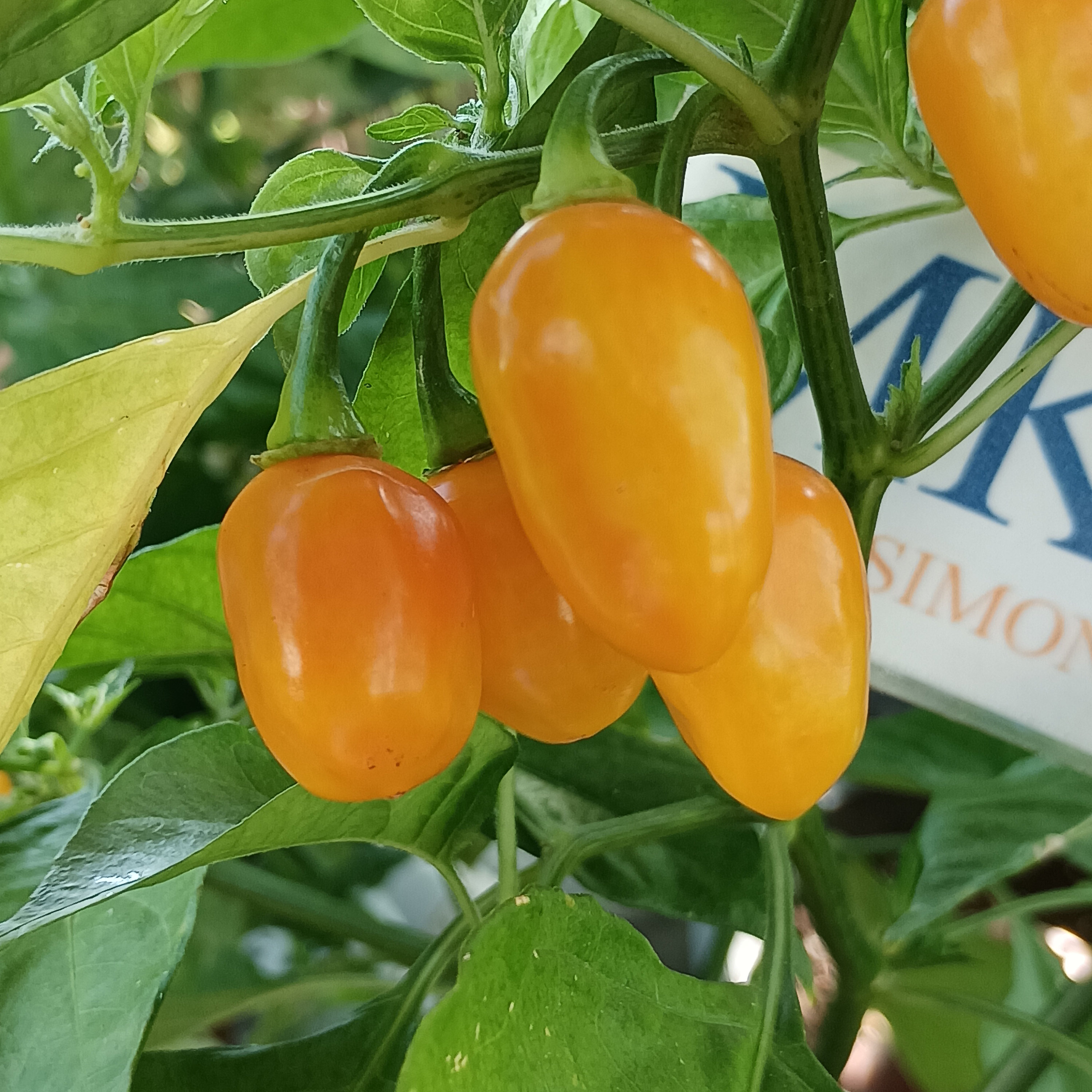 Semi Di Peperoncino Aji Charapita Alta Qualità Vaso 14 Pianta Annuale