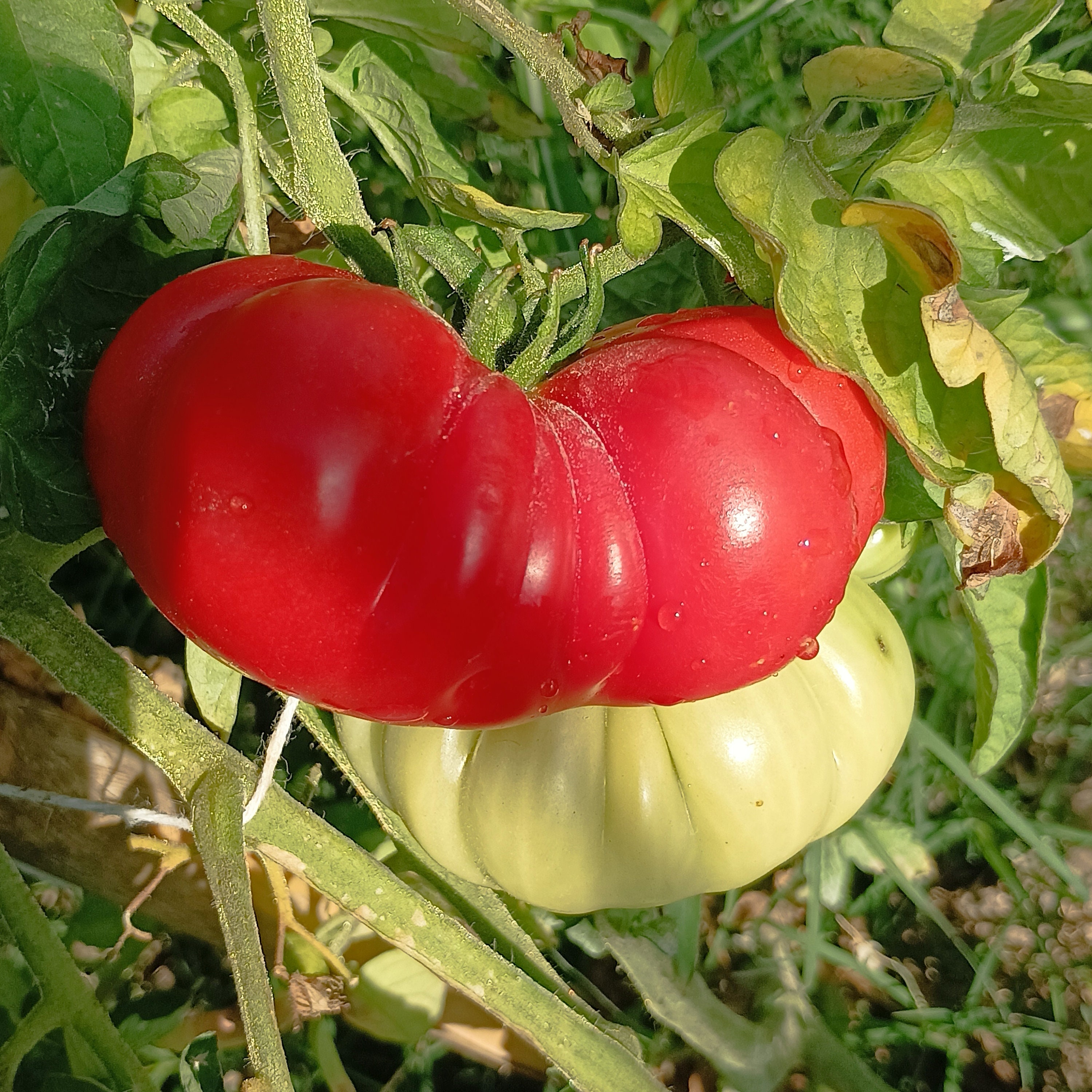10 Graines De Tomate Rare Da Costa's Portuguese Heirloom