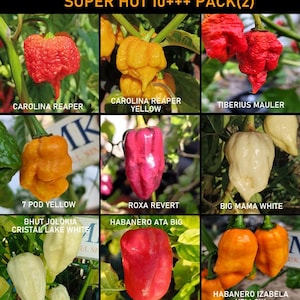 Op de afbeelding: Een verzameling van negen soorten chilipepers met het label SUPER HOT 10+++ PACK(2), waaronder Carolina Reaper, Carolina Reaper Yellow, Tiberius Mauler, 7 Pod Yellow, Roxa Revert, Big Mama White, Bhut Jolokia Cristal Lake White, Habanero Ata Big en Habanero Izabela Yellow.