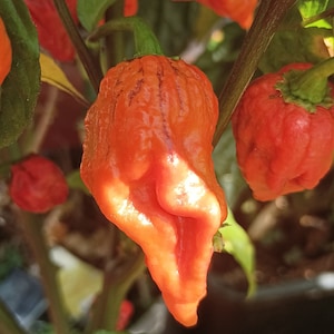 Carolina Reaper of Pheno, 10 seeds, Capsicum chinense (566)
