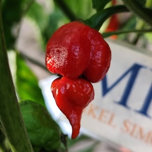 Könnte beinhalten: Eine Nahaufnahme einer roten Chilischote, die an einer Pflanze wächst. Die Schote ist leuchtend rot und hat eine spitze Spitze. Die Schote ist von grünen Blättern umgeben.