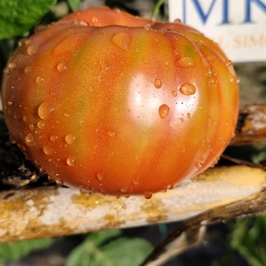 Puede incluir: Primer plano de un tomate maduro, mostrando un vibrante degradado de color naranja y verde. Gotas de agua se adhieren a la superficie texturizada. El tomate es probablemente una variedad antigua, con el texto "MK" visible en el fondo.