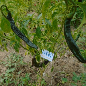 Peut inclure: Gros plan d'un plant de poivron avec de longs poivrons vert foncé. Les poivrons sont d'un vert profond avec une texture légèrement ridée. La plante a des feuilles vertes et pousse dans la terre. Une petite pancarte indique "MK MIKE SIMON".