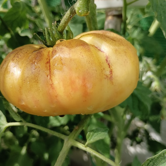 Groe weie lila Tomate, 10 Samen (81) - Etsy sterreich