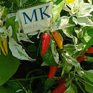 Puede incluir: Primer plano de una planta de pimientos con pimientos rojos, amarillos y naranjas. Las hojas son verdes y blancas. Un letrero en el fondo dice "MK MIKEL STONE". Los pimientos son pequeños y alargados, con un aspecto brillante.