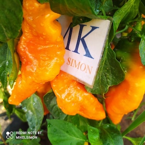 Könnte beinhalten: Nahaufnahme von leuchtend orangefarbenen Paprika mit runzeliger Textur, die an einer Pflanze mit grünen Blättern wachsen. Ein Etikett trägt die Aufschrift "MK SIMON". Die Paprika sind nass, möglicherweise durch Regen oder Bewässerung.