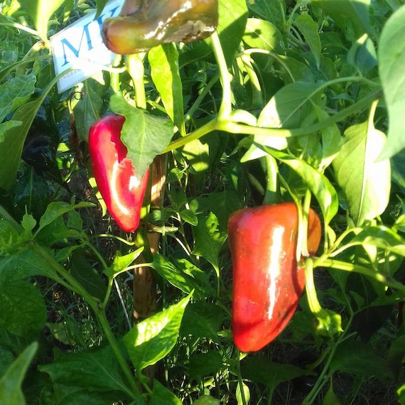 81A Big Mustard Mama,10 semillas,seeds,Capsicum chinense,cosecha propia